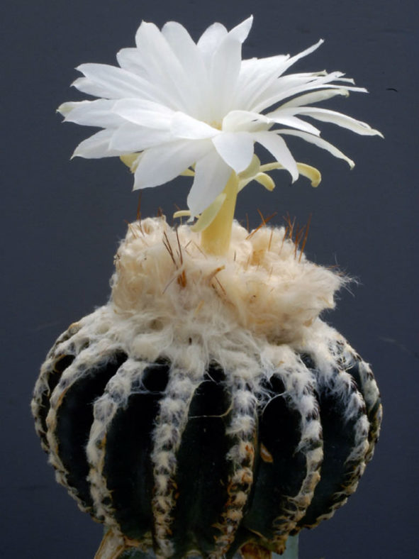 Discocactus horstii