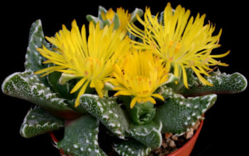 Faucaria felina subsp. tuberculosa (Pebbled Tiger Jaws) Faucaria felina subsp. tuberculosa (Pebbled Tiger Jaws) aka Faucaria tuberculosa