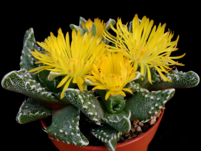 Faucaria felina subsp. tuberculosa (Pebbled Tiger Jaws) aka Faucaria tuberculosa