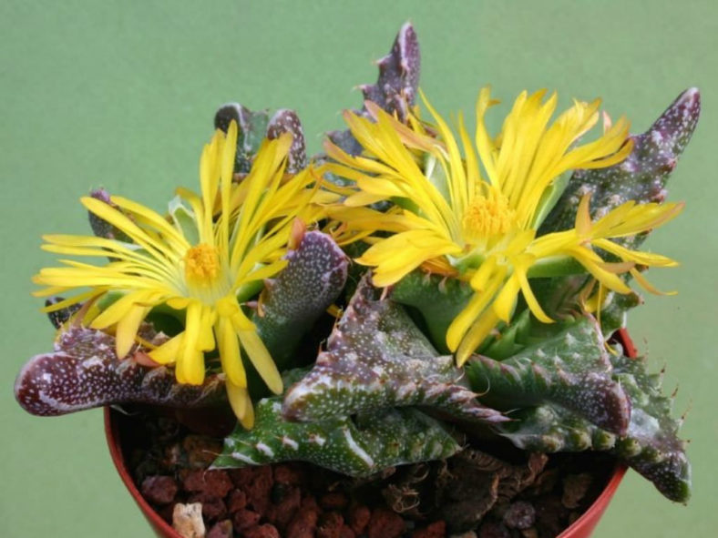 Faucaria tuberculosa (Pebbled Tiger Jaws), aka Faucaria felina subsp. tuberculosa