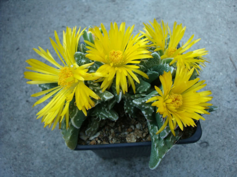 Faucaria tuberculosa (Pebbled Tiger Jaws), aka Faucaria felina subsp. tuberculosa