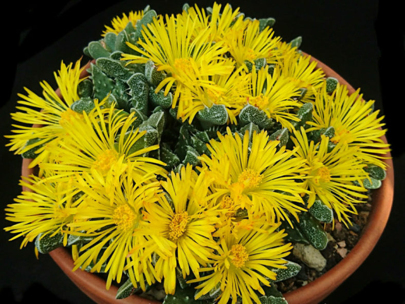 Faucaria tuberculosa (Pebbled Tiger Jaws), aka Faucaria felina subsp. tuberculosa