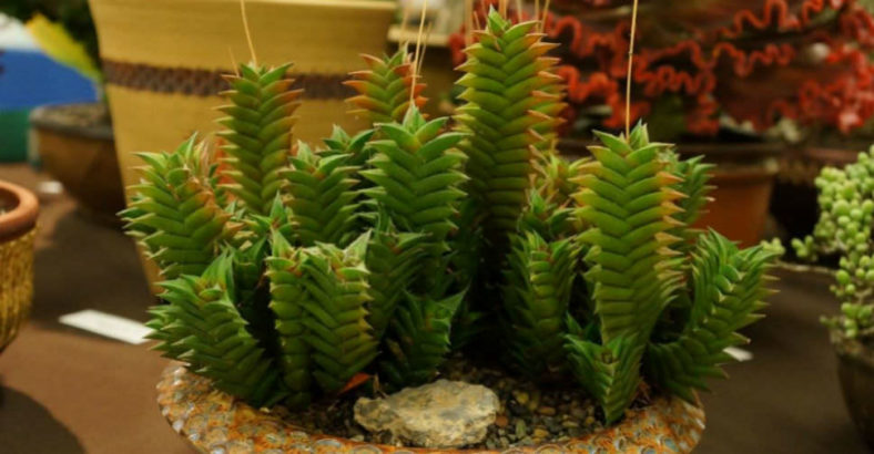 Haworthiopsis viscosa aka Haworthia viscosa