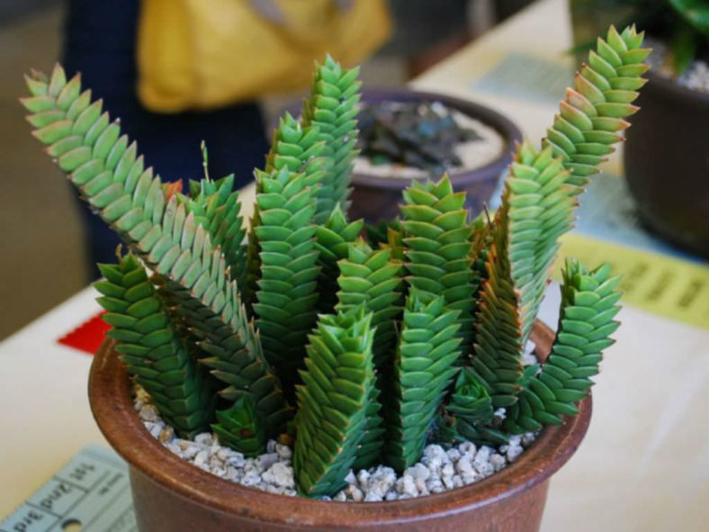 Haworthiopsis viscosa aka Haworthia viscosa