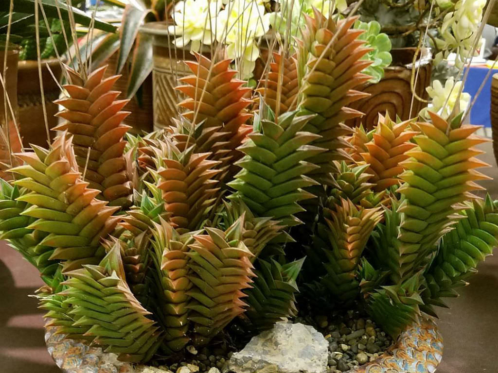 Haworthiopsis viscosa aka Haworthia viscosa