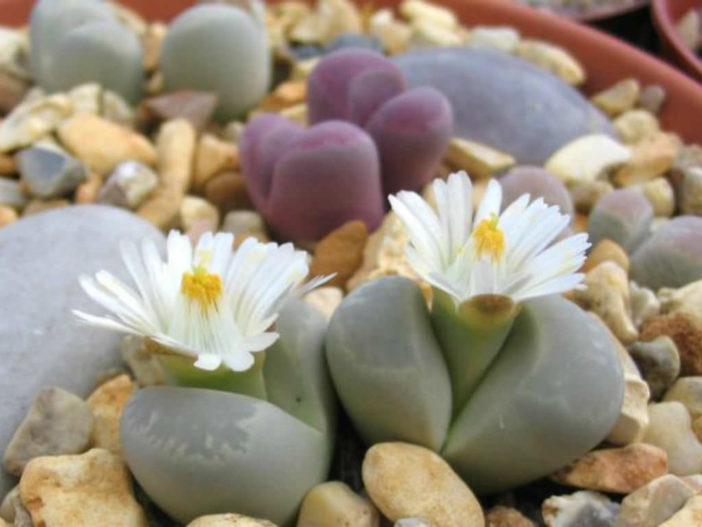 Lithops optica - Living Stones