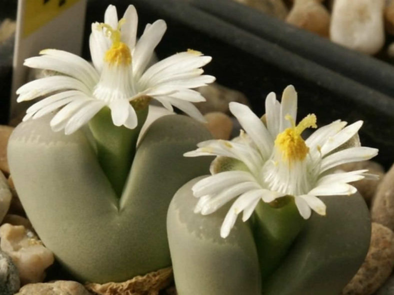 Lithops optica (Living Stones)
