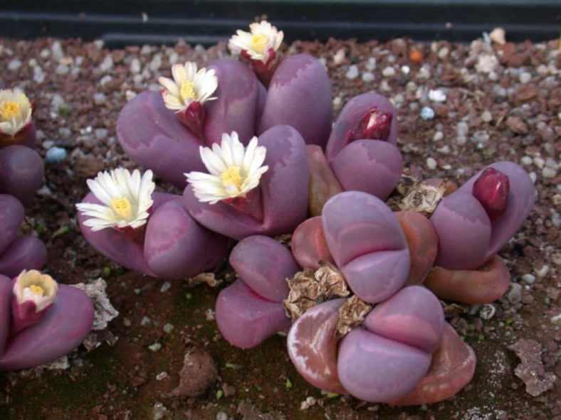Lithops optica f. rubra aka Lithops optica 'Rubra'