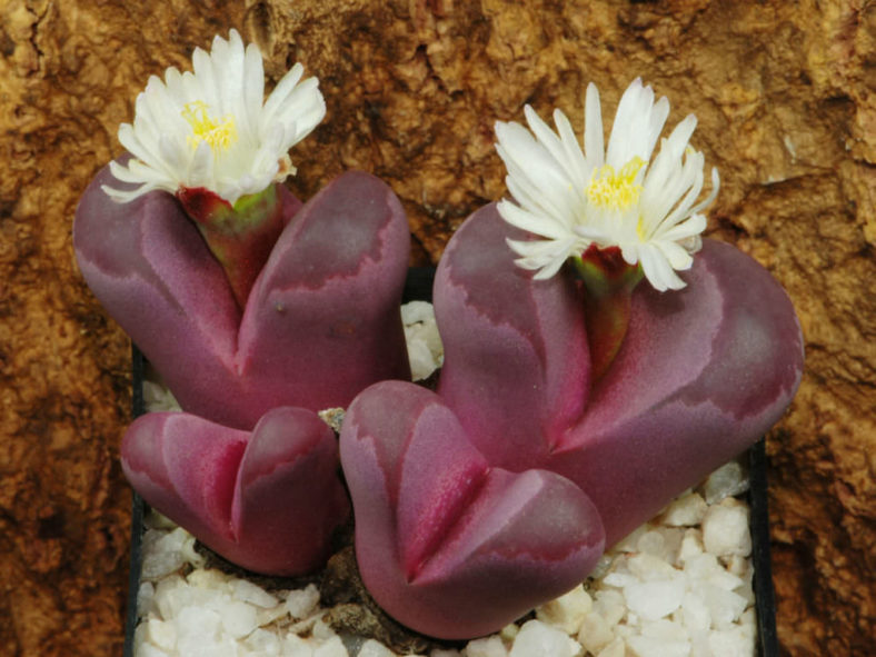 Lithops optica f. rubra aka Lithops optica 'Rubra'