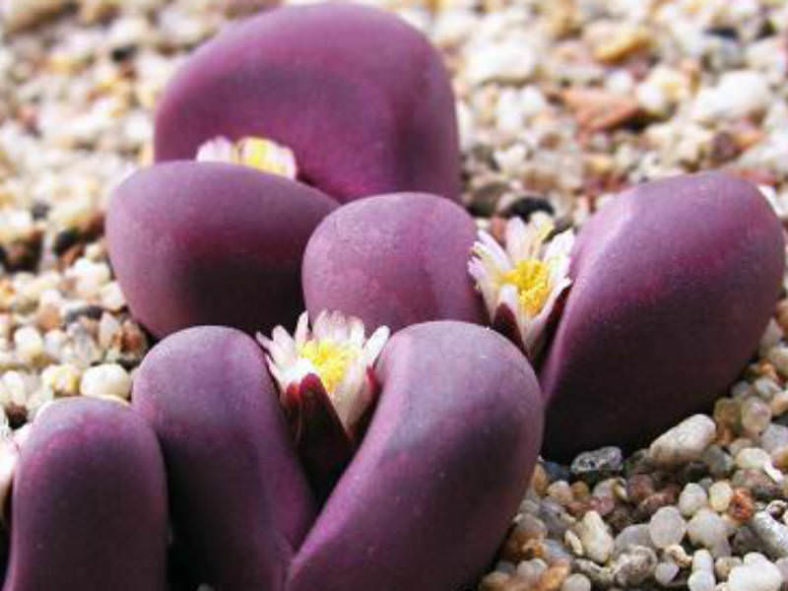Lithops optica f. rubra aka Lithops optica 'Rubra'