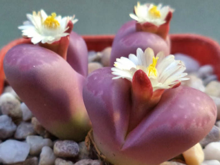 Lithops optica 'Rubra' (Living Stones)