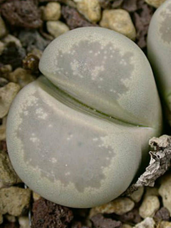 Lithops optica (Living Stones)