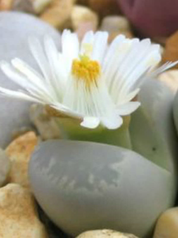Lithops optica (Living Stones)