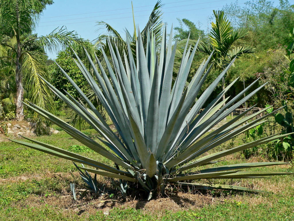 Agave tequilana Blue Agave, Tequila Agave World of Succulents