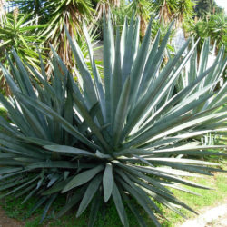 Agave tequilana (Tequila Agave) - World of Succulents