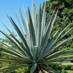 Agave Tequilana (Blue Agave) | World Of Succulents