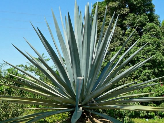 Agave tequilana - Blue Agave, Tequila Agave | World of Succulents