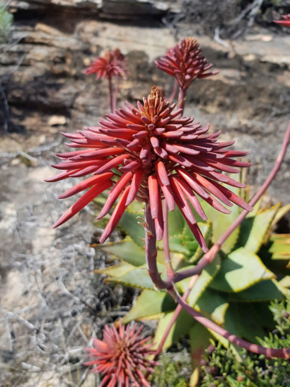 Aloe perfoliata (Mitre Aloe)