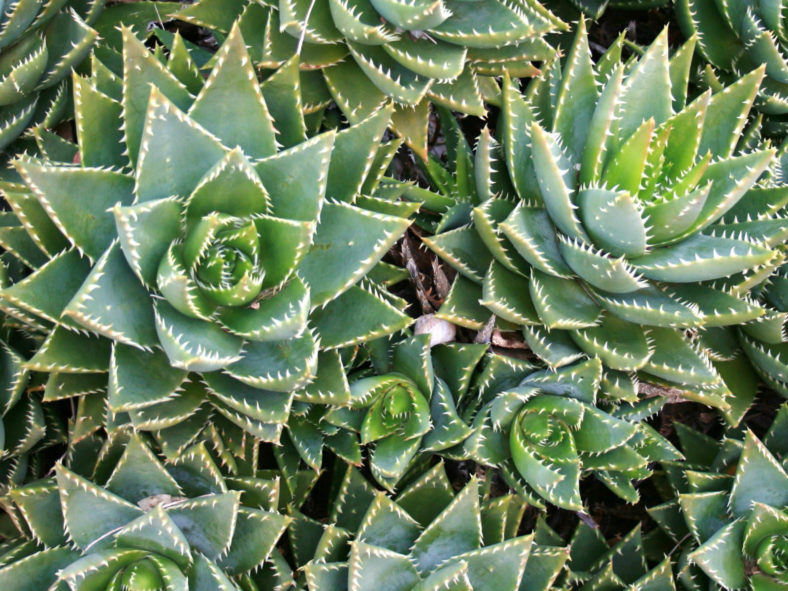 Aloe perfoliata (Mitre Aloe)