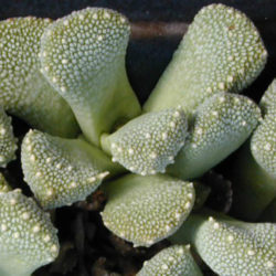 Aloinopsis luckhoffii фото