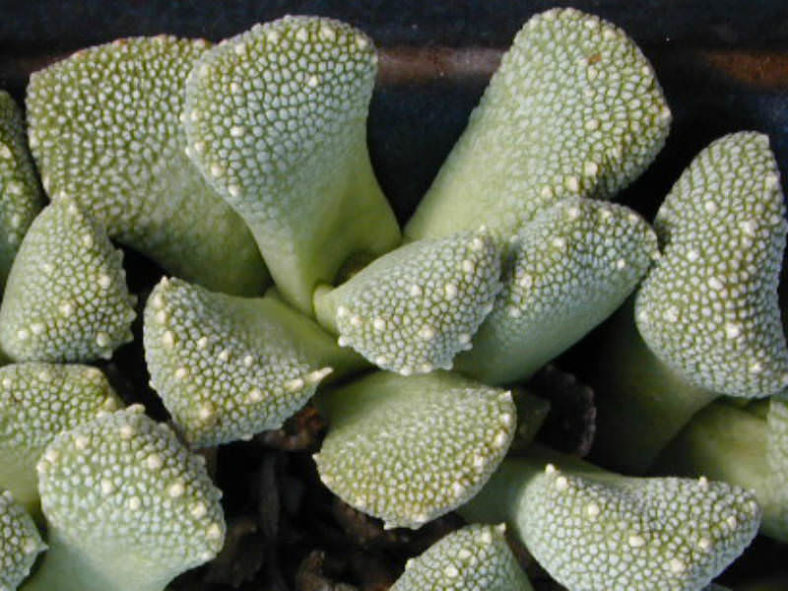 Aloinopsis luckhoffii