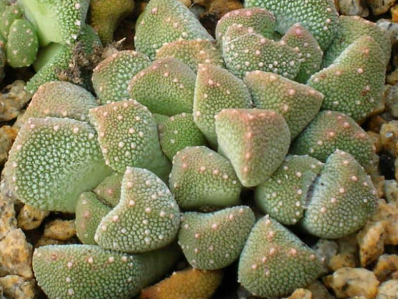 Aloinopsis luckhoffii