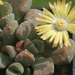 Aloinopsis luckhoffii фото