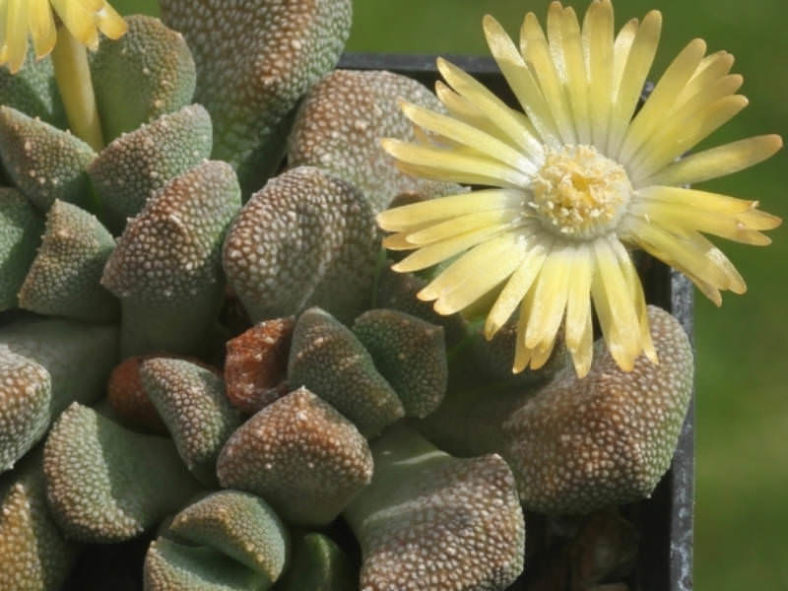 Aloinopsis luckhoffii