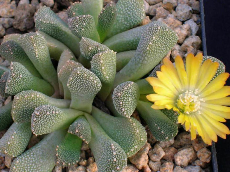 Aloinopsis luckhoffii