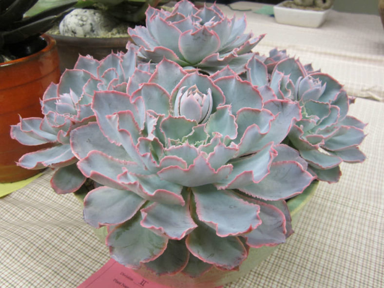 Echeveria shaviana 'Pink Frills'