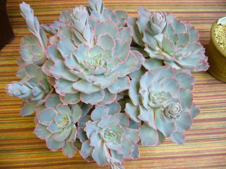 Echeveria shaviana 'Pink Frills'