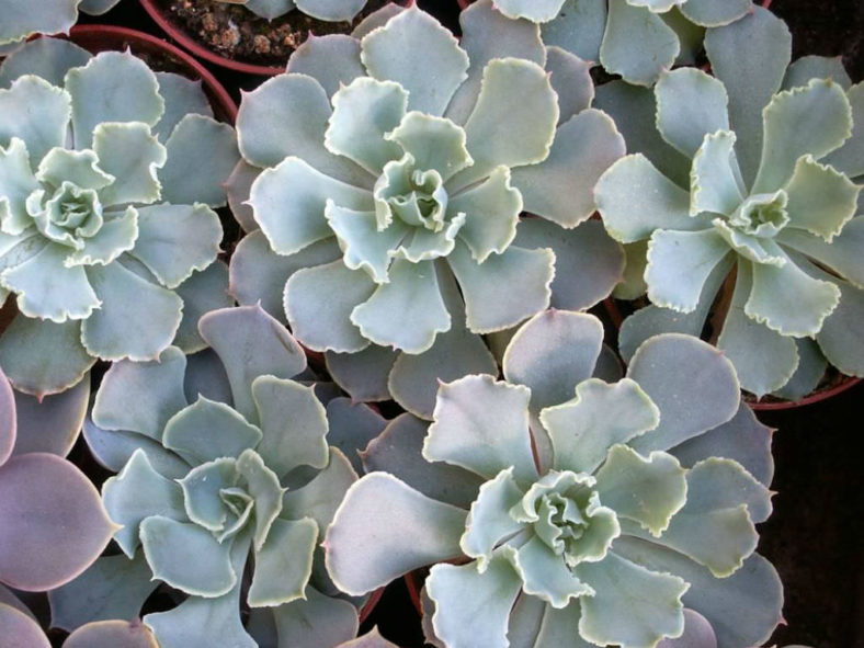 Echeveria shaviana (Mexican Hens)