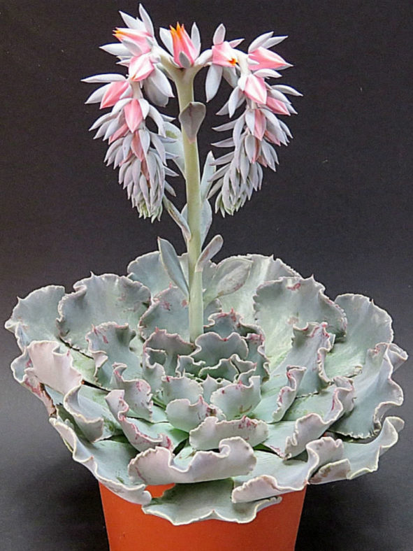 Echeveria shaviana (Mexican Hens)