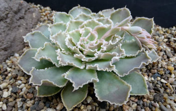 Echeveria shaviana (Mexican Hens) Echeveria shaviana (Mexican Hens)