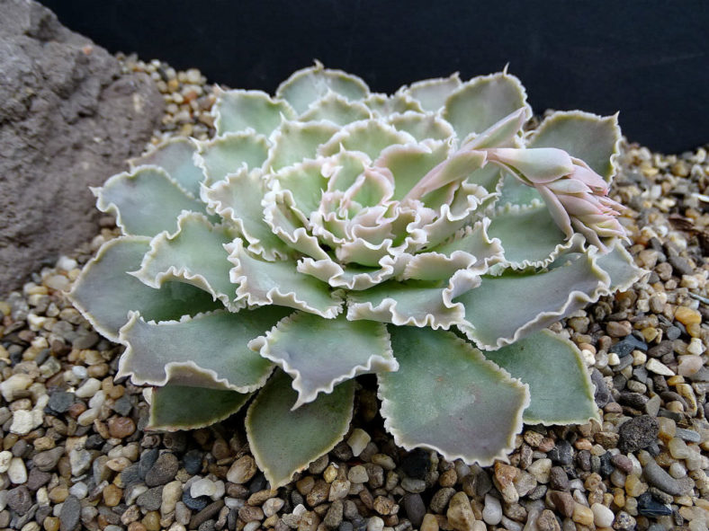 Echeveria shaviana (Mexican Hens)