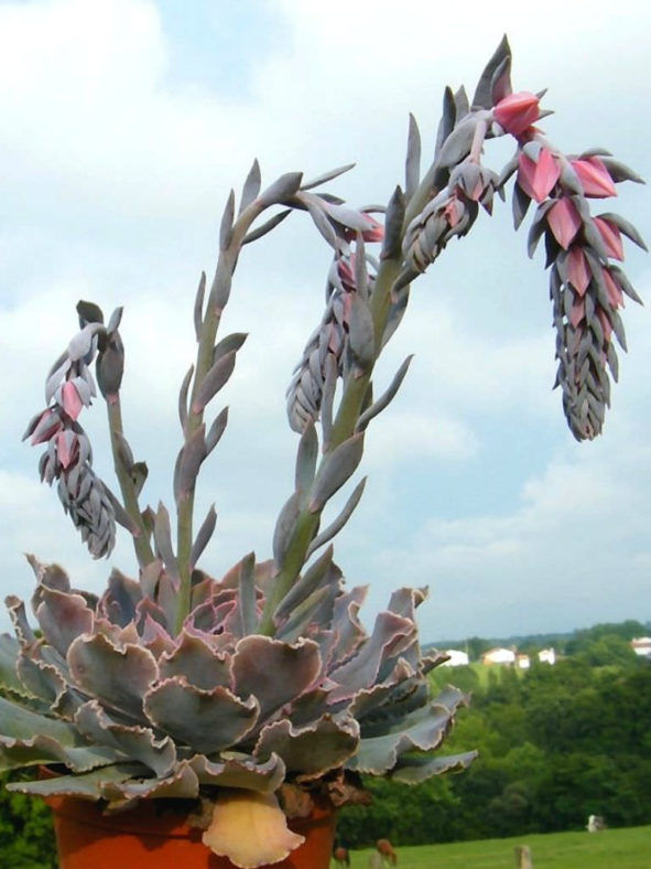 Echeveria shaviana (Mexican Hens)