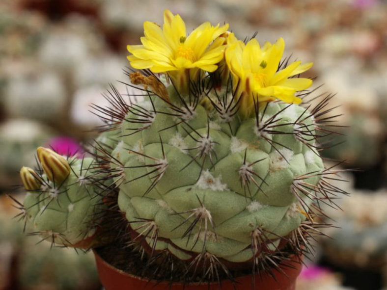 Ortegocactus macdougallii