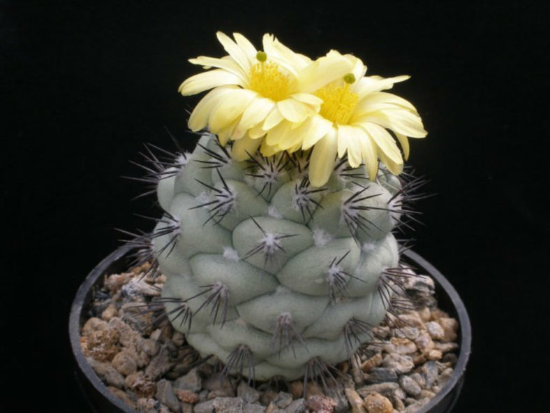 Ortegocactus macdougallii