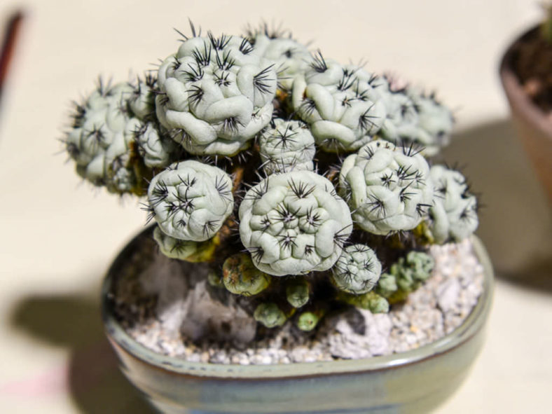 Ortegocactus macdougallii