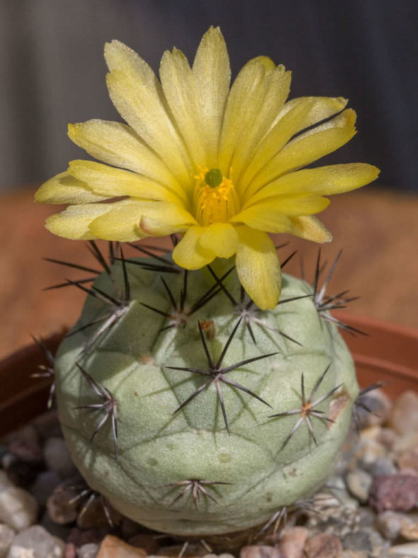 Ortegocactus macdougallii