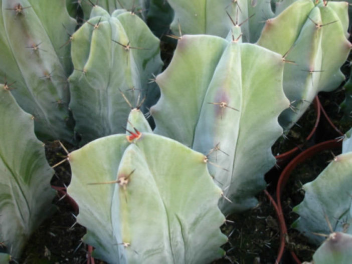 Stenocereus pruinosus (Gray Ghost Organ Pipe)