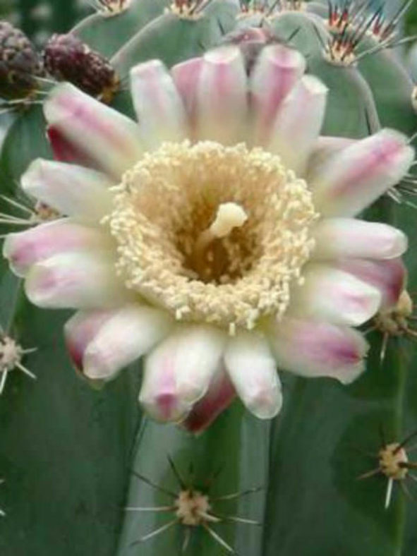 Stenocereus pruinosus (Gray Ghost Organ Pipe)