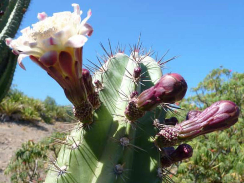Stenocereus pruinosus (Gray Ghost Organ Pipe)