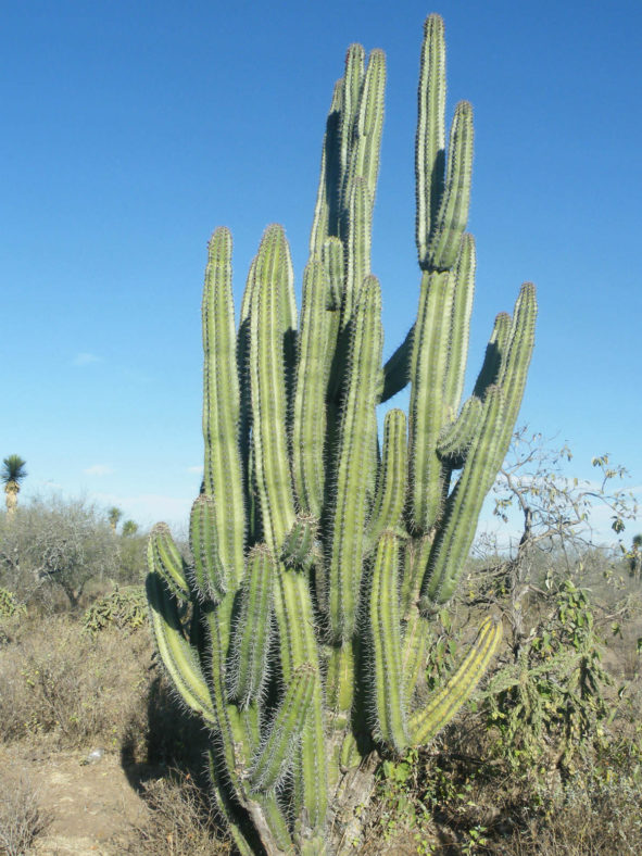 Stenocereus pruinosus (Gray Ghost Organ Pipe)