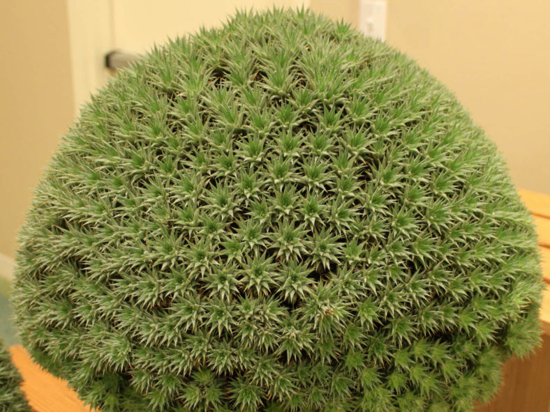 Deuterocohnia brevifolia