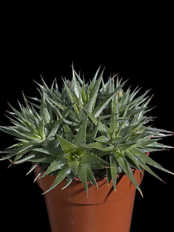 Deuterocohnia brevifolia