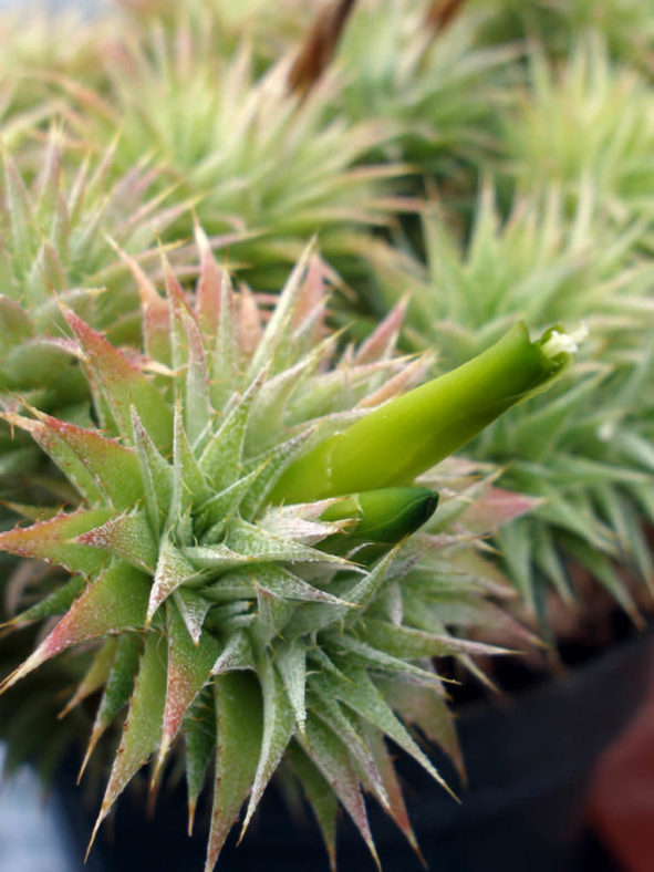 Deuterocohnia brevifolia
