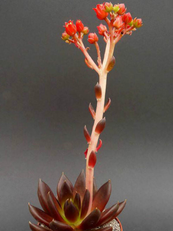 Echeveria affinis (Black Echeveria)