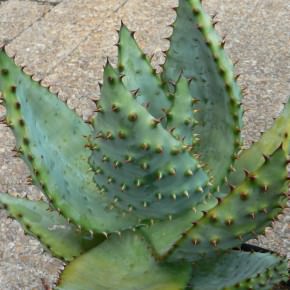 Aloe marlothii - Mountain Aloe, Flat-Flowered Aloe | World of Succulents