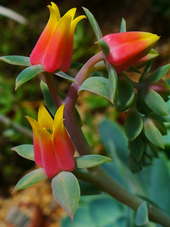 Echeveria gibbiflora